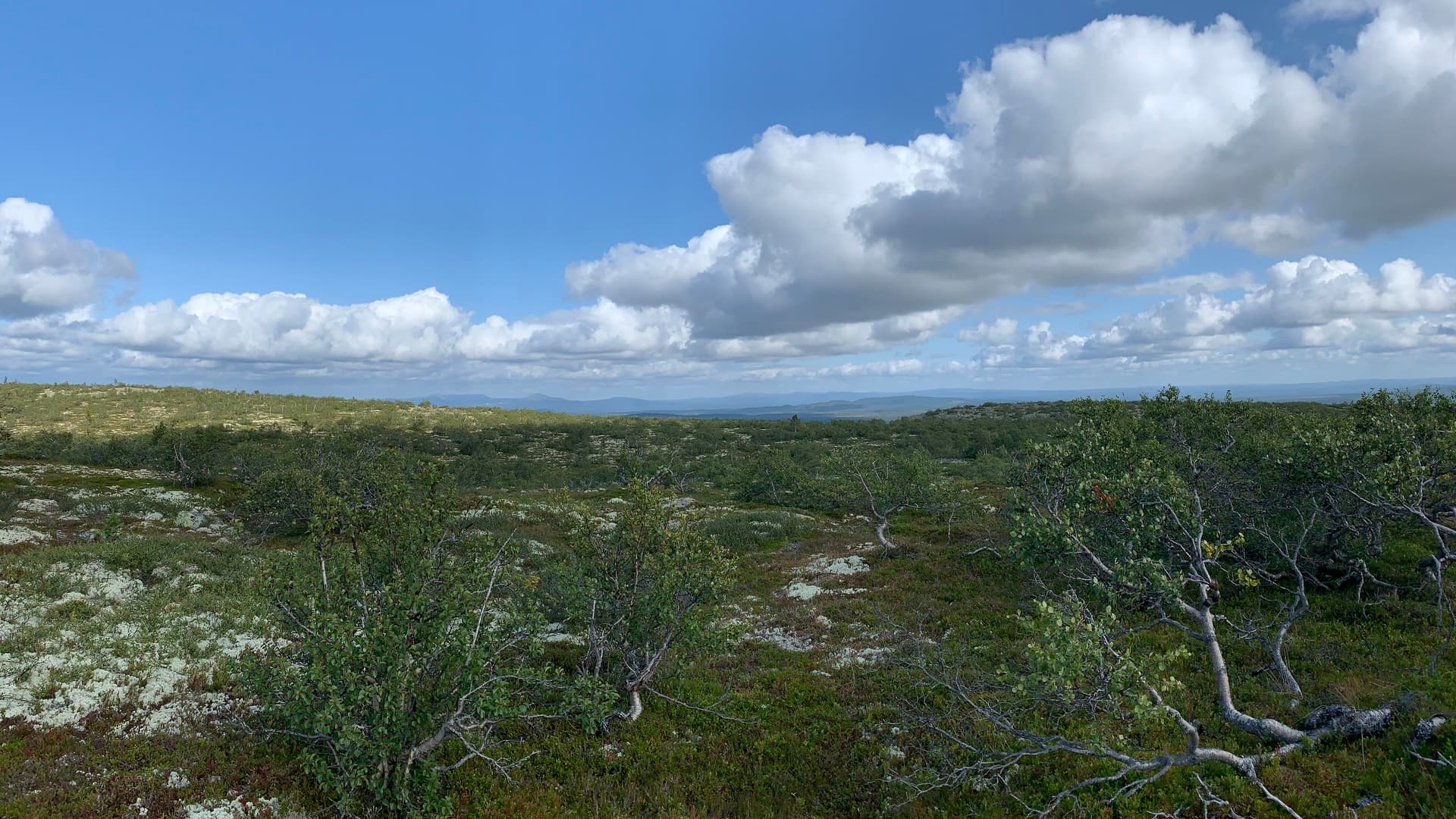 Fulufjället, kalfjället 'uppe på Fulufjället' ovanför trädgränsen.