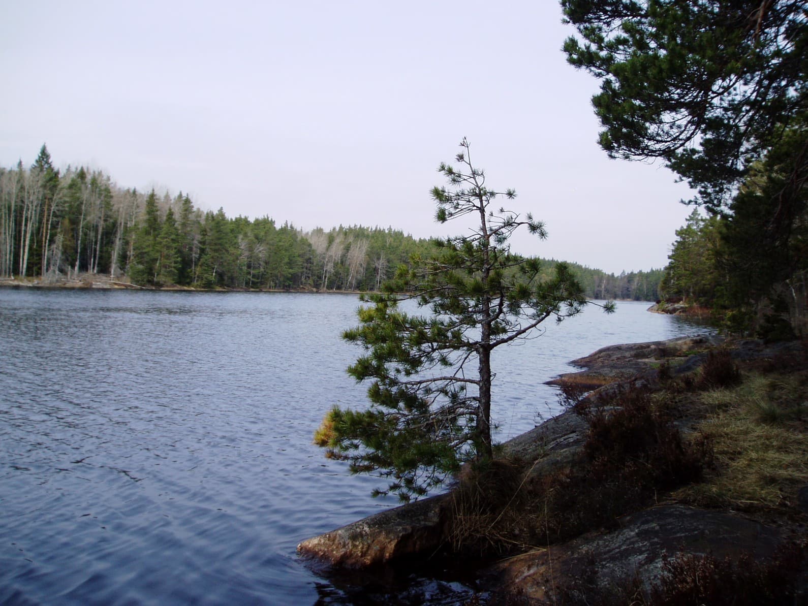 Långsjön i Tyresta nationalpark, med lugnt vatten omgivet av tät barrskog.