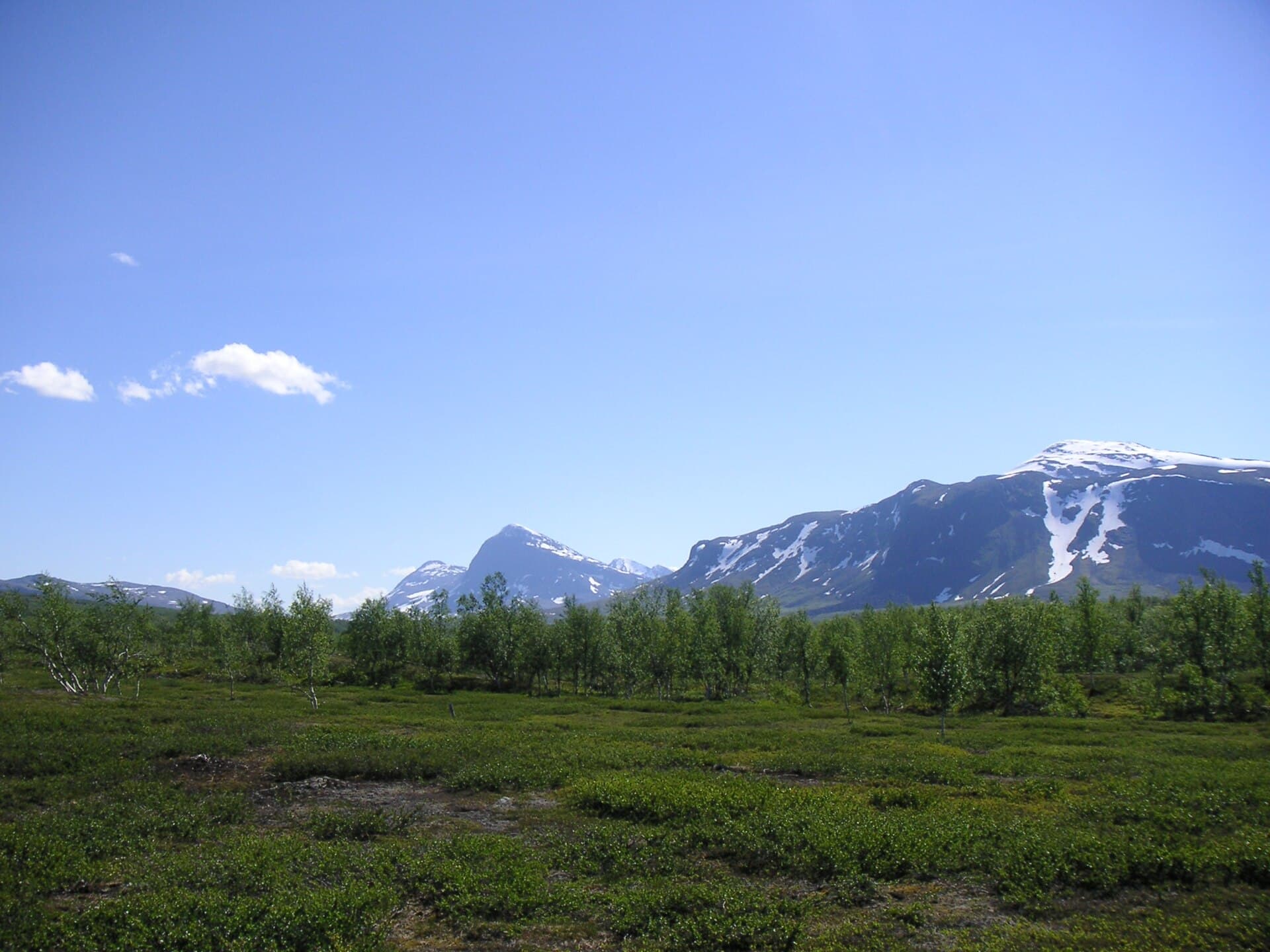 Vy över Padjelanta nationalpark med björkskog i förgrunden och snötäckta fjälltoppar i bakgrunden under klarblå himmel.