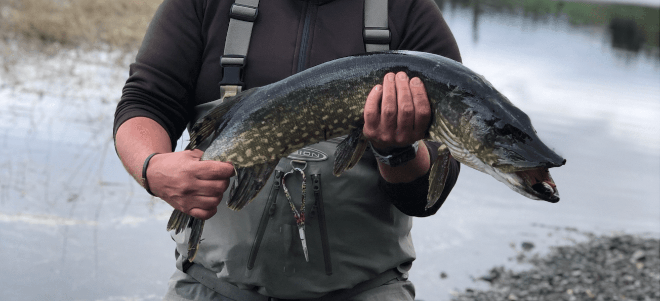 Gädda, med avlång kropp, ankliknande nos och gulaktiga fläckar på en grönaktig kroppssida.