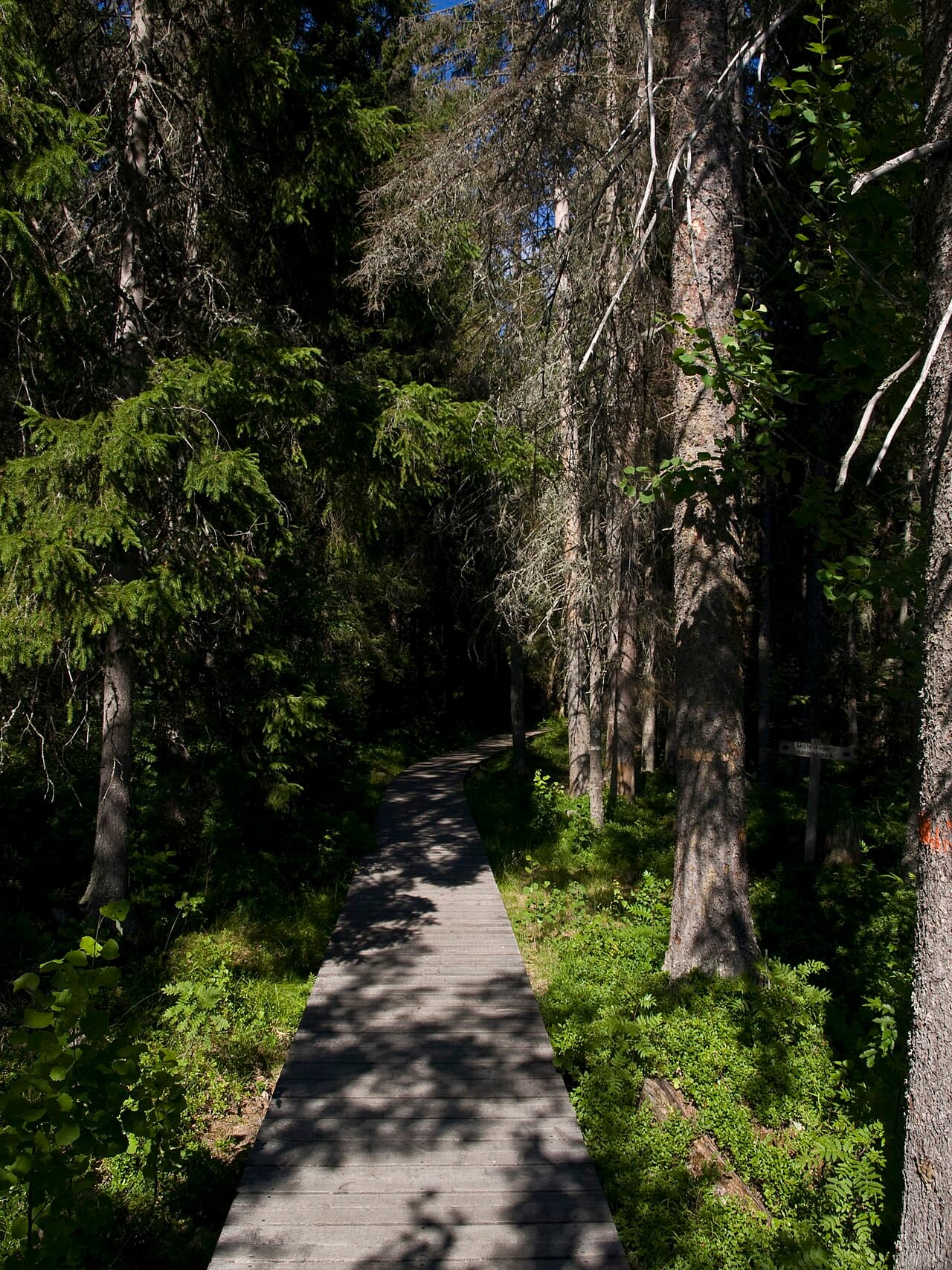 Träspång genom Skuleskogens nationalpark, omgiven av tät skog på båda sidor.