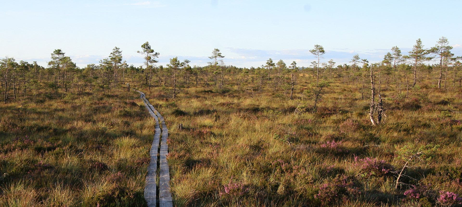 Träspång över öppen myrmark i Store Mosse nationalpark, med spridda tallar och blommande ljung under klarblå himmel.