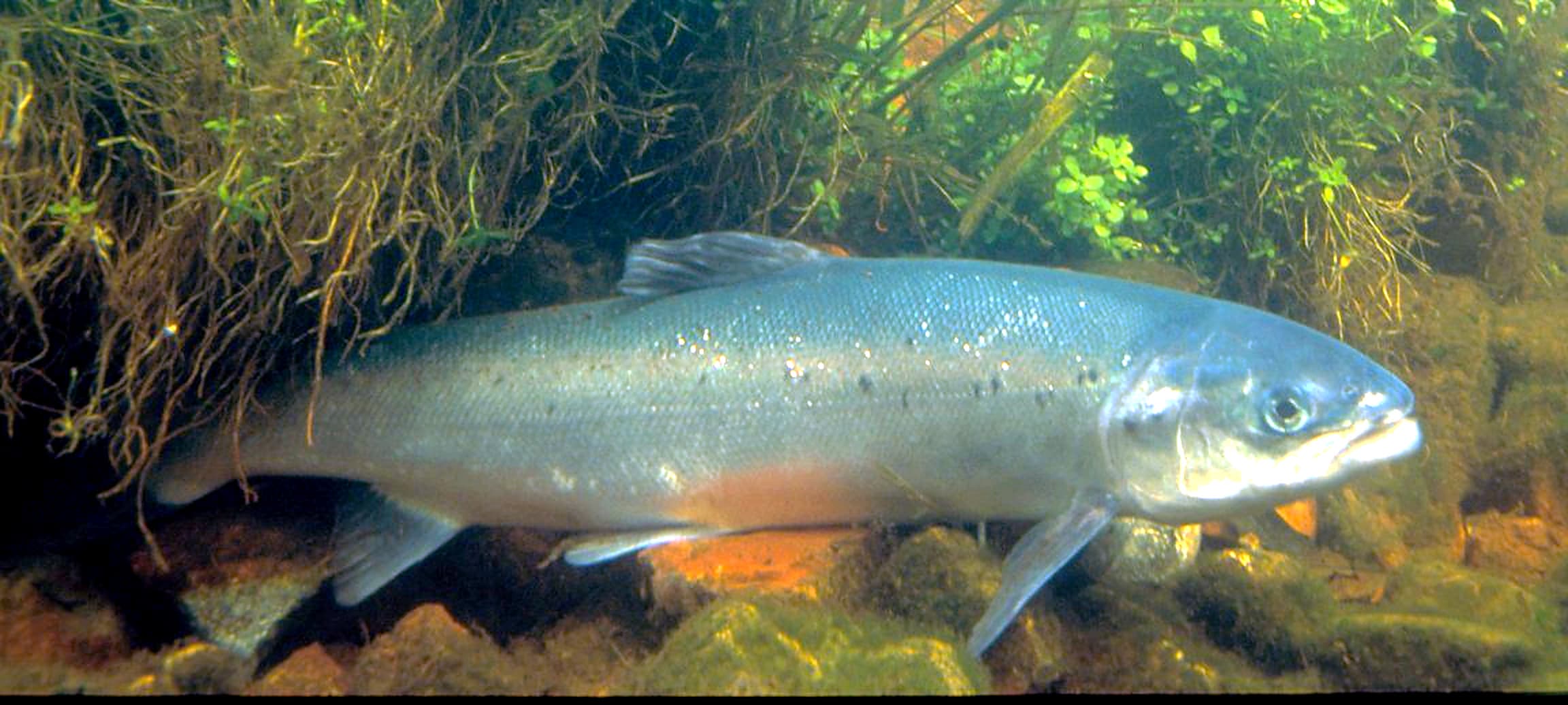 Lax simmande nära botten i klart vatten, med smal silverglänsande kropp och glest utspridda mörka fläckar ovanför sidolinjen.