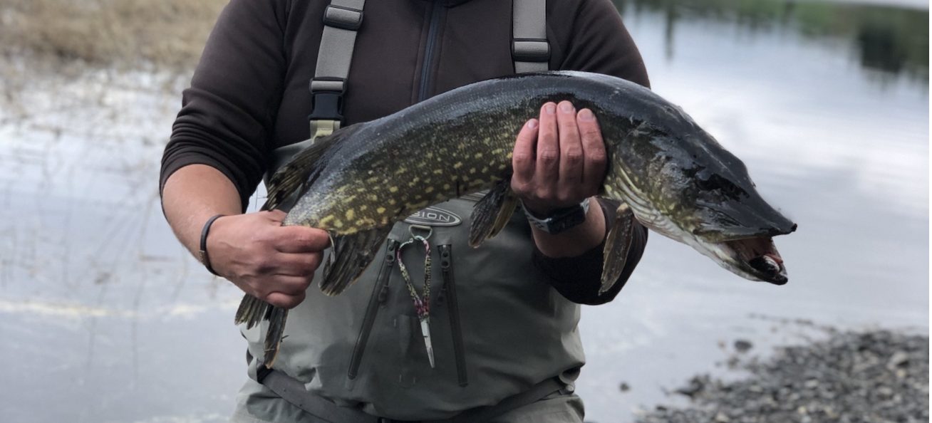 Gädda, med avlång kropp, ankliknande nos och gulaktiga fläckar på en grönaktig kroppssida.