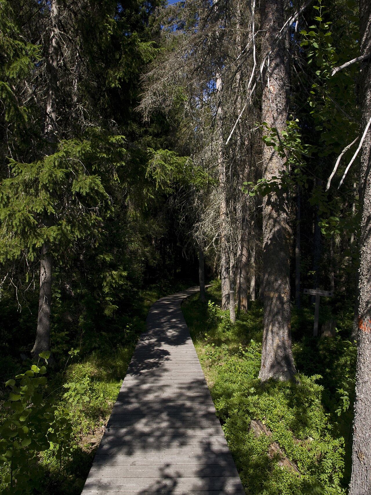 Träspång genom Skuleskogens nationalpark, omgiven av tät skog på båda sidor.